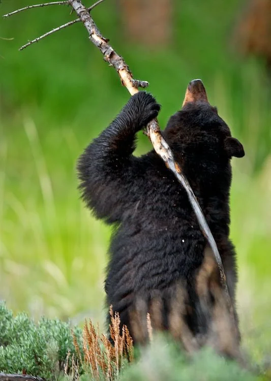 Managers Advanced Tool Kit, 2-Day Workshop from Dave Jones. From Competency to Master.